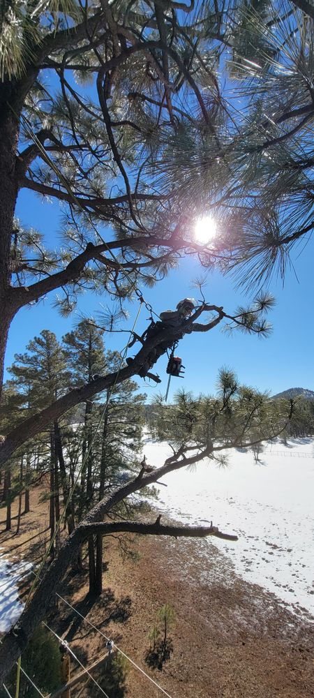 All Photos for StockPro Tree Specialists in Show Low, AZ