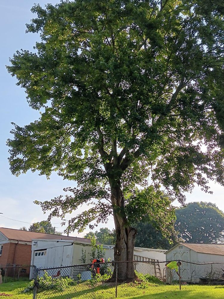 All Photos for Stem Tree Service in Belmont, NC
