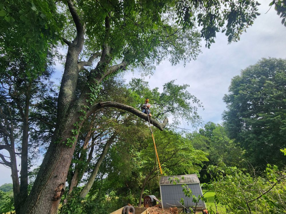 Tree Removal for Affordable Tree Service TN in White House, TN