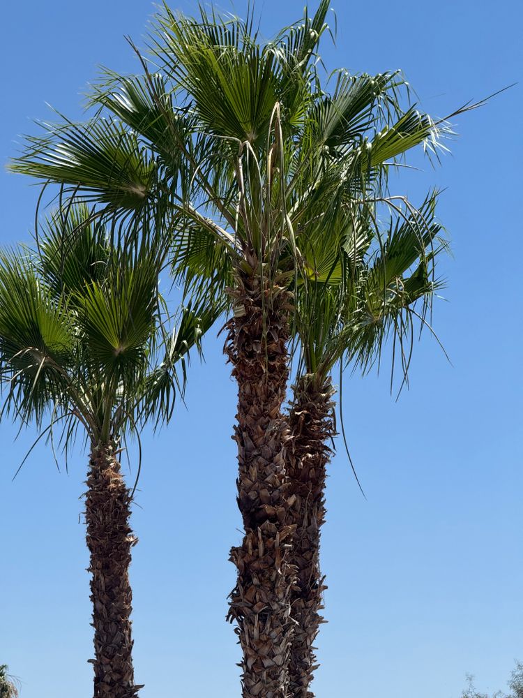 All Photos for Patriot Tree Service in Mesa, AZ