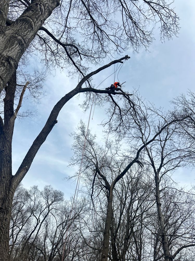 All Photos for Cross Family Tree Service in Kearney, MO