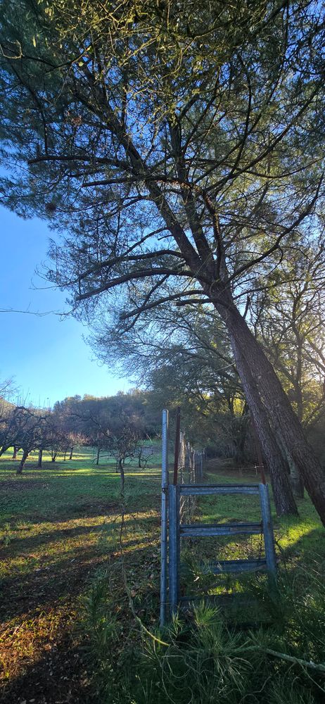 All Photos for George Staddan's Professional Tree Care in Placerville, CA