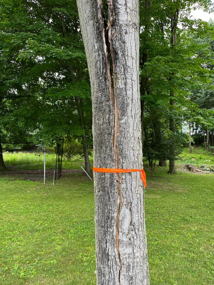 Tree Removal for J&E Tree & Excavation Services in Sandy, PA