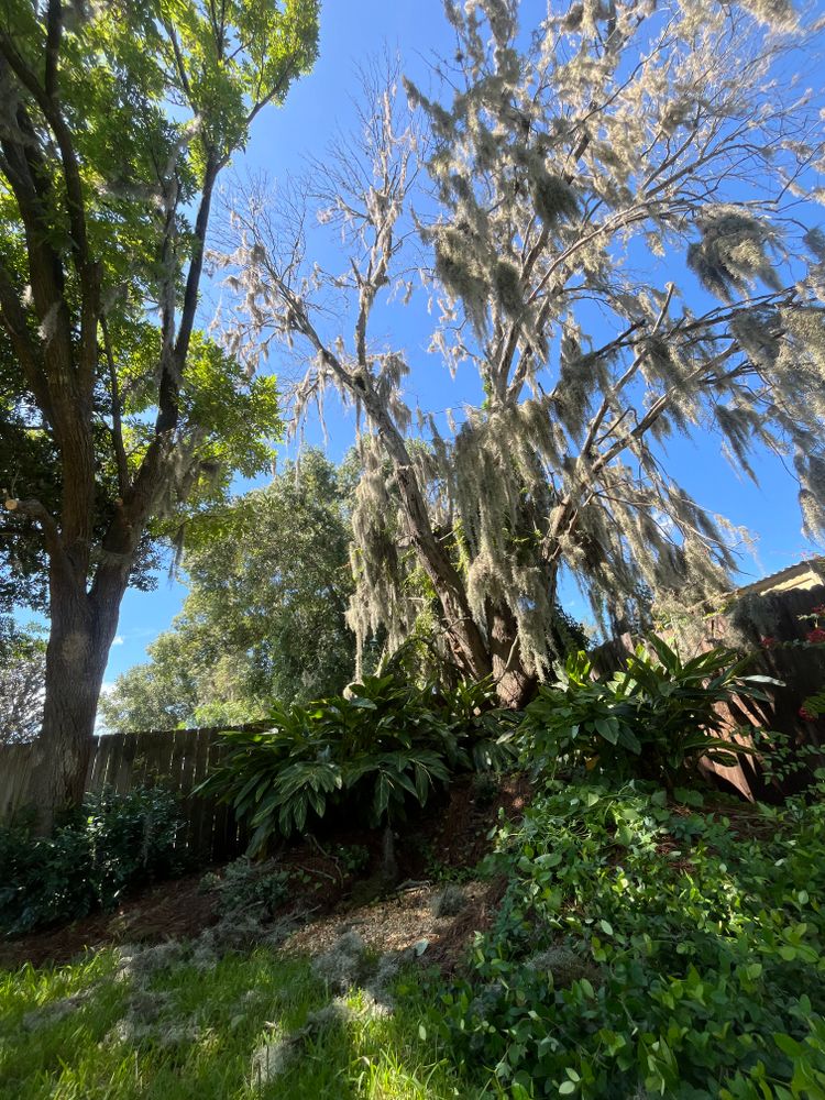 All Photos for Top Notch Tree Experts in Orange Park, FL
