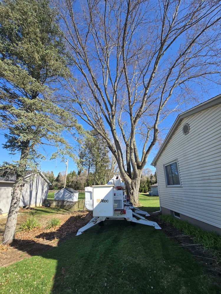 All Photos for D Hale Tree Service in Ann Arbor, MI