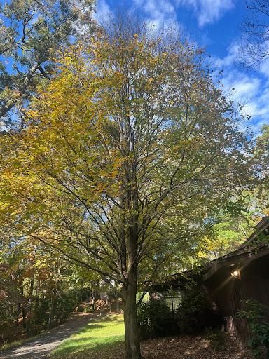 All Photos for Ground To Sky Tree Care in Asheville, North Carolina