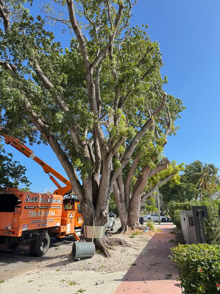 All Photos for Sam's Tree Service in Miami Beach,  FL