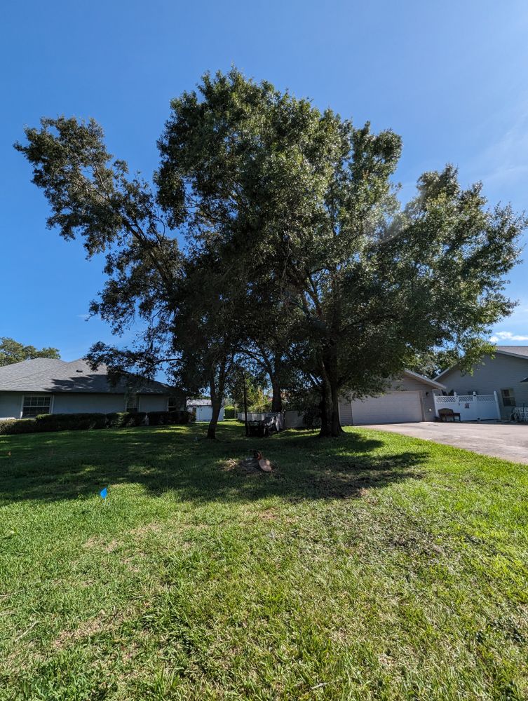 All Photos for Regal Tree Service and Stump Grinding in Wauchula, FL