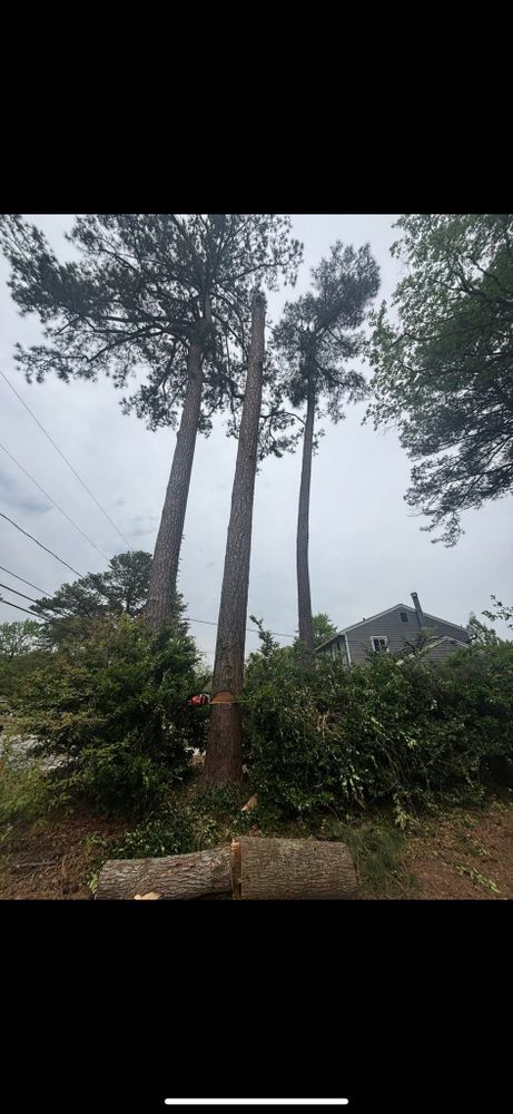 All Photos for Tidewater Tree Service in Chesapeake, VA