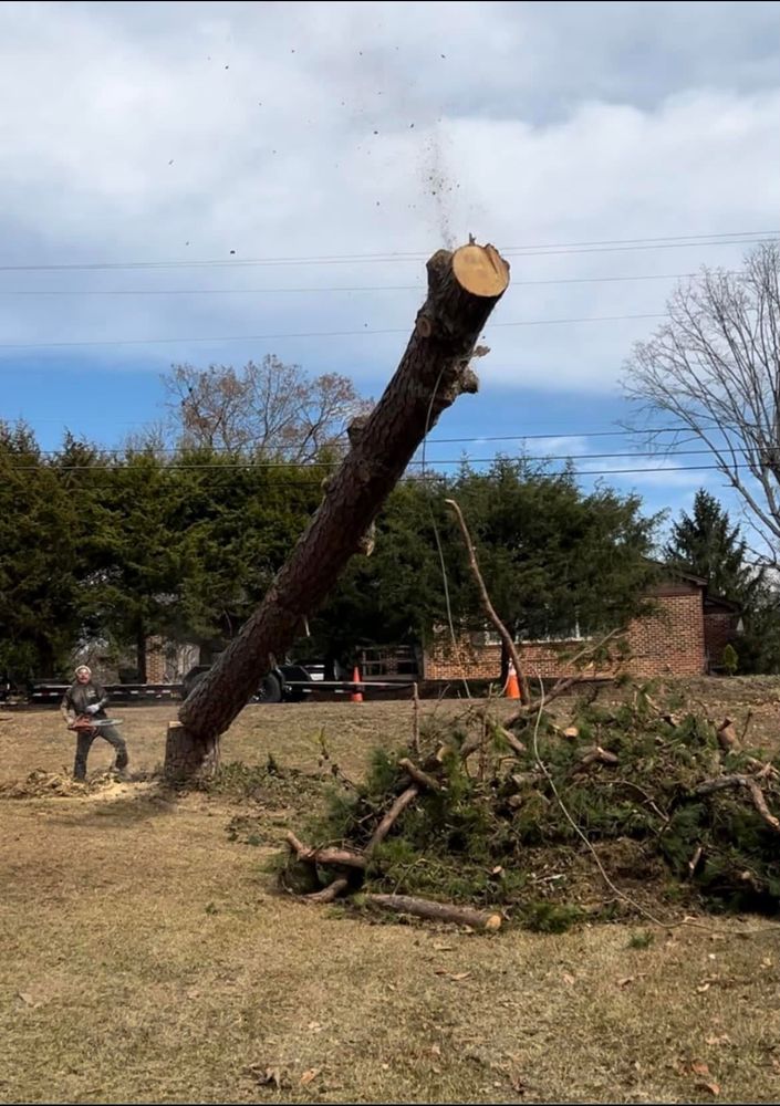 Tree Removal  for ABW Property Professionals in Hope Mills, NC