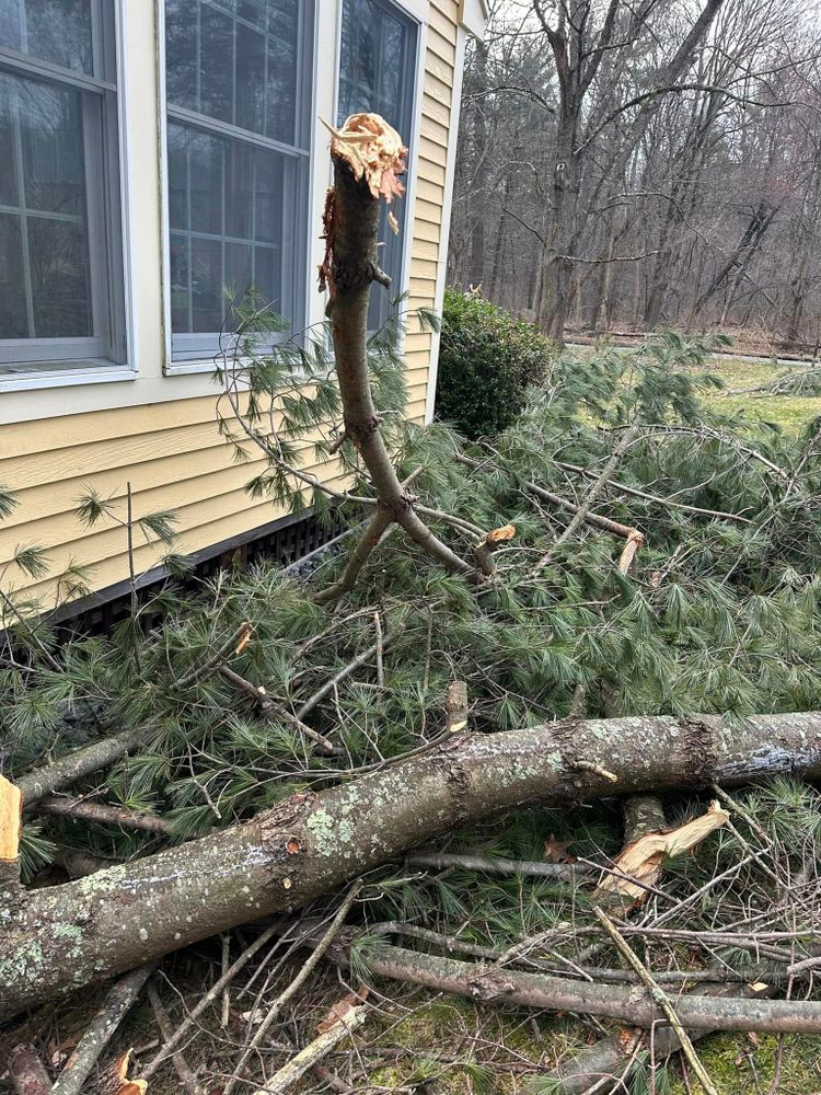 Our Tree Removal service provides professional and efficient removal of unwanted or hazardous trees from your property, ensuring safety and enhancing the overall appearance of your home's landscape. for Leaf and Limb in Townsend, MA