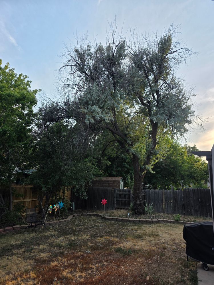 Tree Removal for Family Tree & Landscape LLC in Aurora, CO