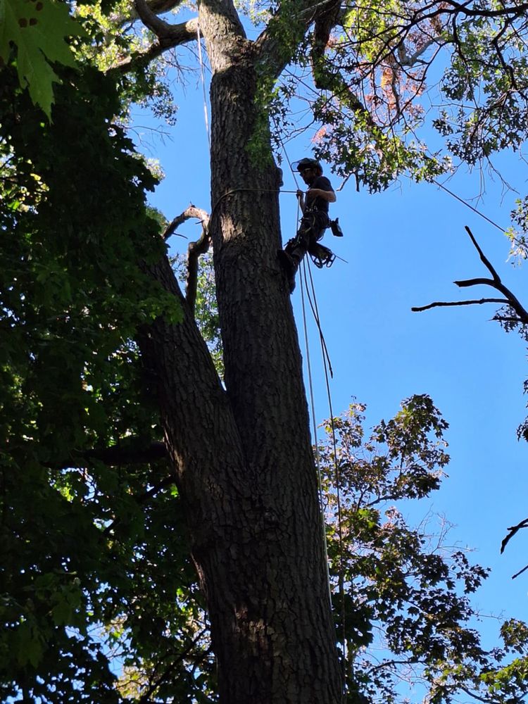 All Photos for Highborn Tree Service in Wheatfield, IN