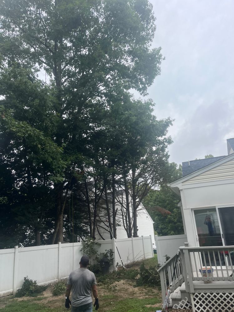 All Photos for Ricky's Tree Service & Property Care in Orange, VA