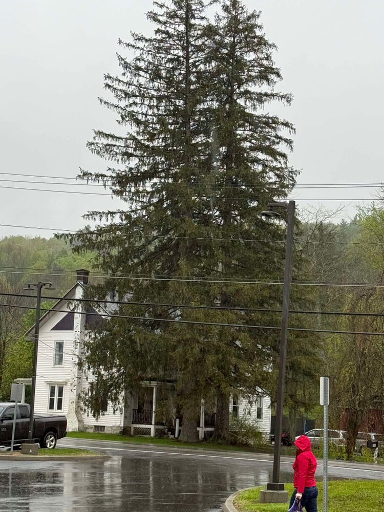 All Photos for Sterlings Tree Removal in Cobleskill, New York