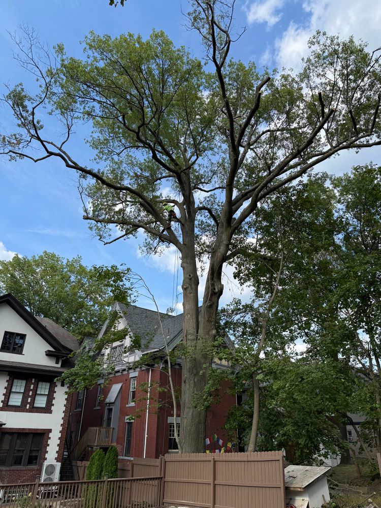 All Photos for TLC Professional Tree Service in Bedford, TX