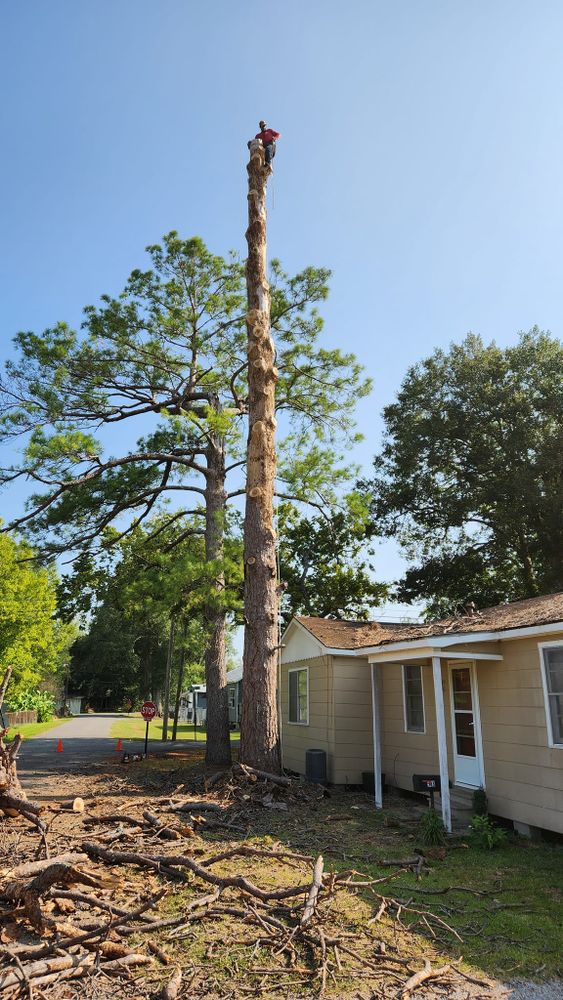 Tree Removal for Ken's Elite Cutters LLC  in Breaux Bridge, LA