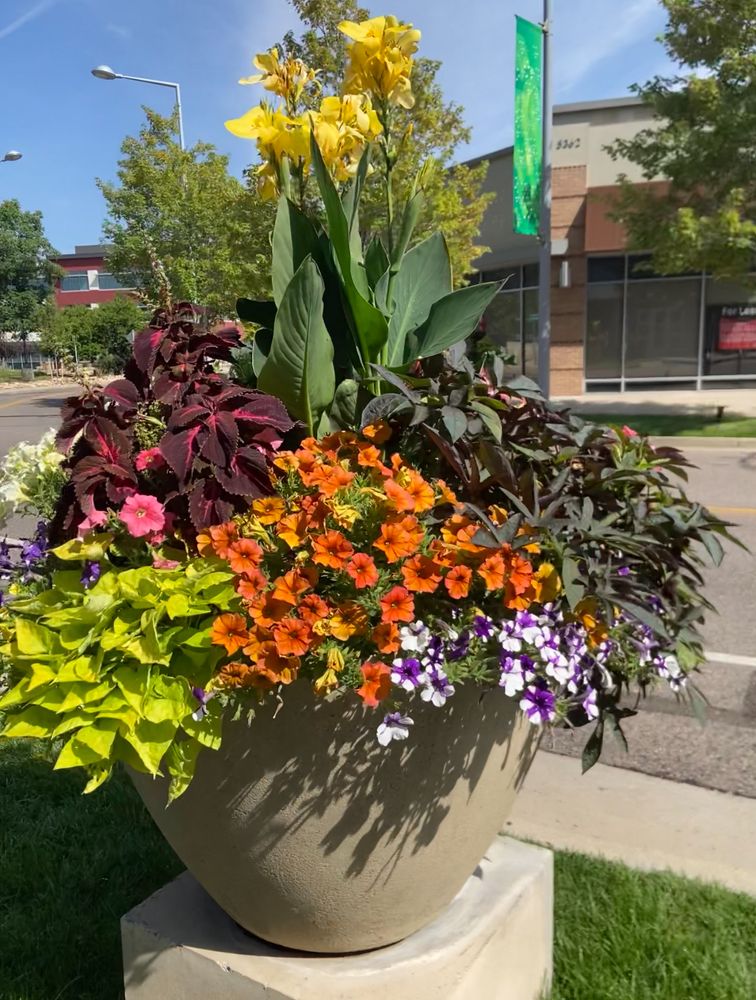 All Photos for Ecogreen Landscape in Denver, CO