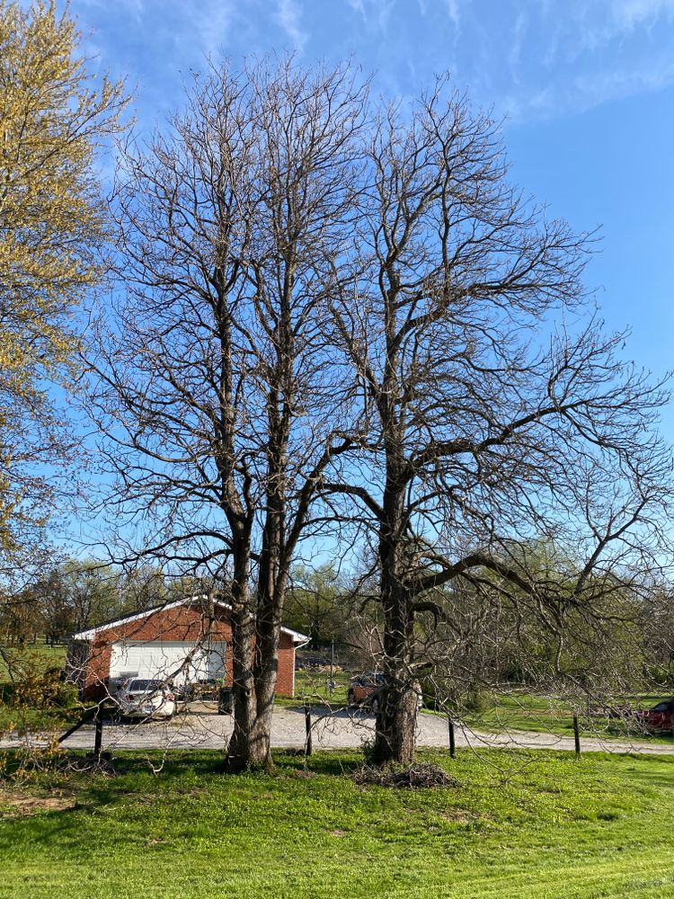 All Photos for Houtz Tree Service in Lexington, KY