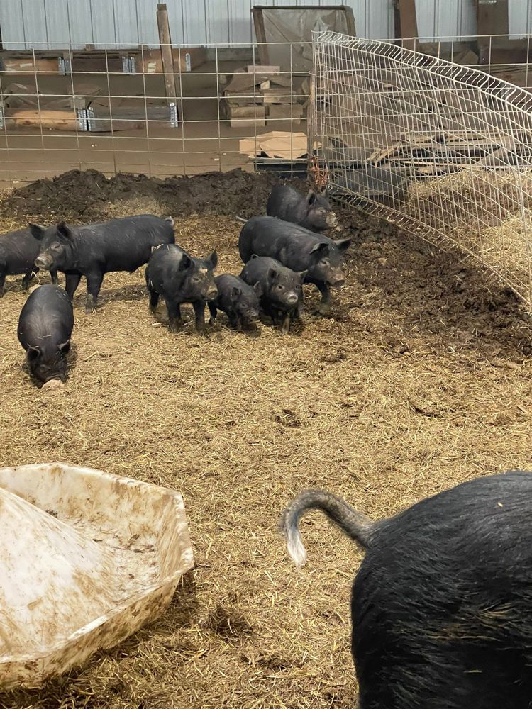 All Photos for Mr. Pipe Dreams LLC in Colorado Springs, CO