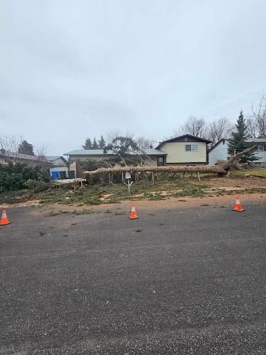 Tree Removal for Portneuf Valley Tree Service in Pocatello, ID