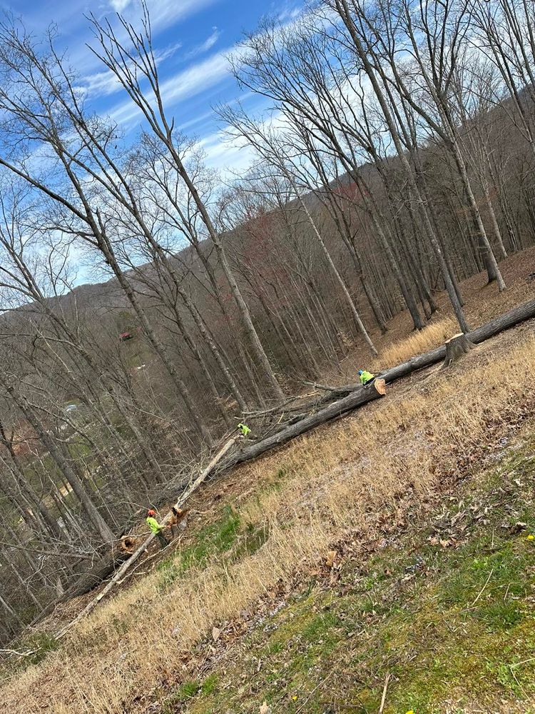 Tree Removal for Complete Care in Cumberland Gap, TN