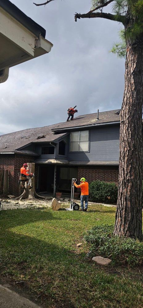 All Photos for Servin's Tree Care  in Houston, TX