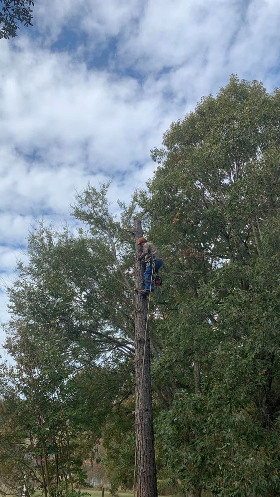 Tree Removal for Reymundo's Tree Service in Brownsboro, TX