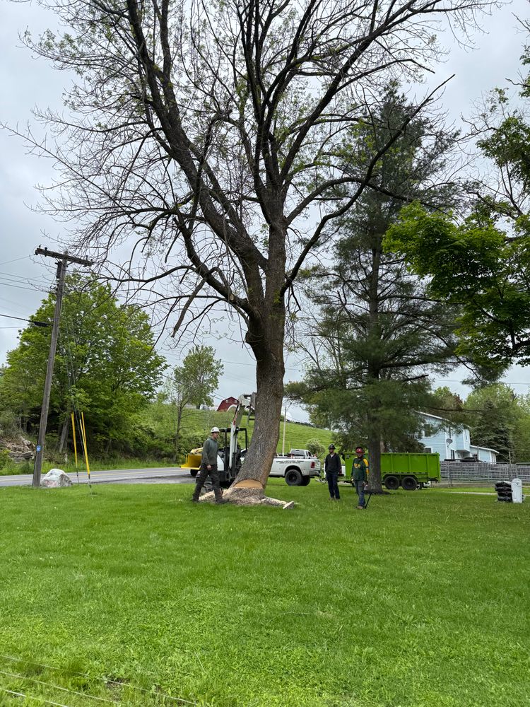 All Photos for Sterlings Tree Removal in Cobleskill, New York