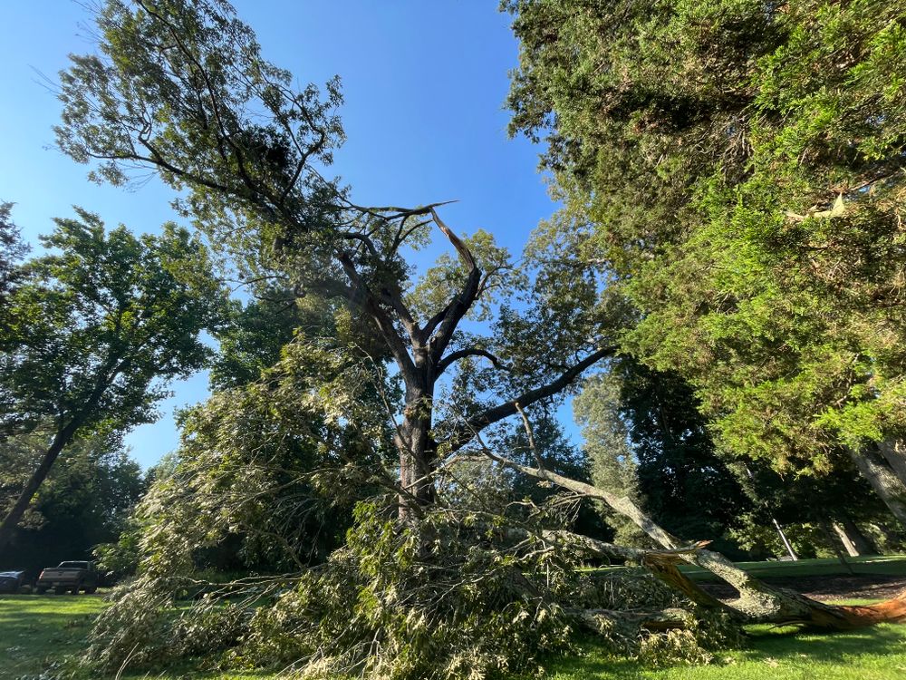 All Photos for Rawls Tree Care in Richmond, VA