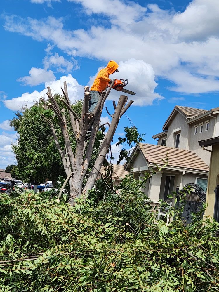 Our Tree Services will enhance the beauty and health of your trees, providing expert trimming, pruning, removal, and maintenance to create a safe and stunning landscape for your home. for Vargas LANSCAPE LLC in Stockton, CA