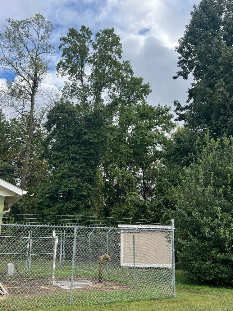 All Photos for Brooks Tree Service, LLC in Casar, NC