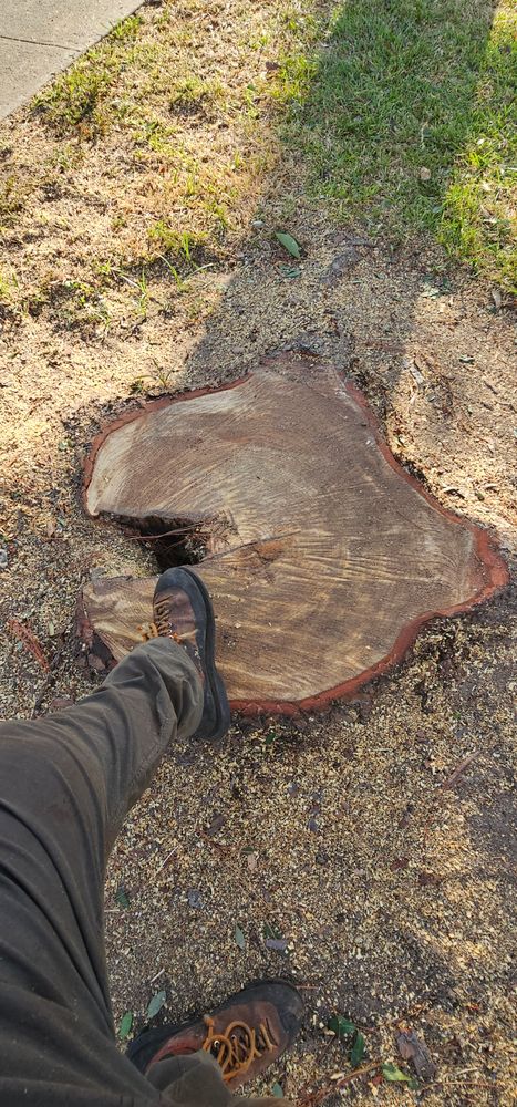 All Photos for Servin's Tree Care  in Houston, TX