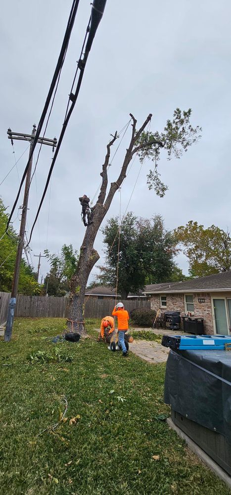 All Photos for Servin's Tree Care  in Houston, TX