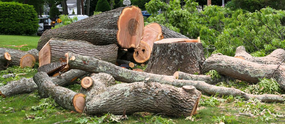 Our Tree Removal service safely eliminates unwanted or hazardous trees from your property, using professional techniques and equipment to ensure the health of your landscape and enhance your home's safety. for O'Donnell Tree and Handyman Services in Pine Ridge, FL
