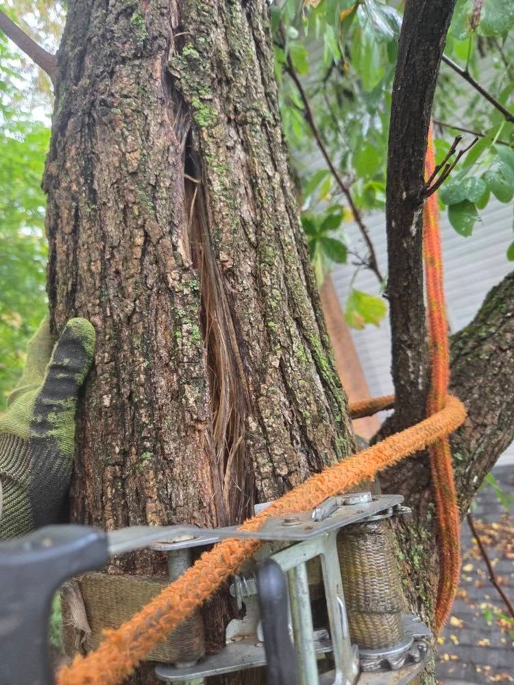 All Photos for Red Roosters Tree Services in Bedford County, VA