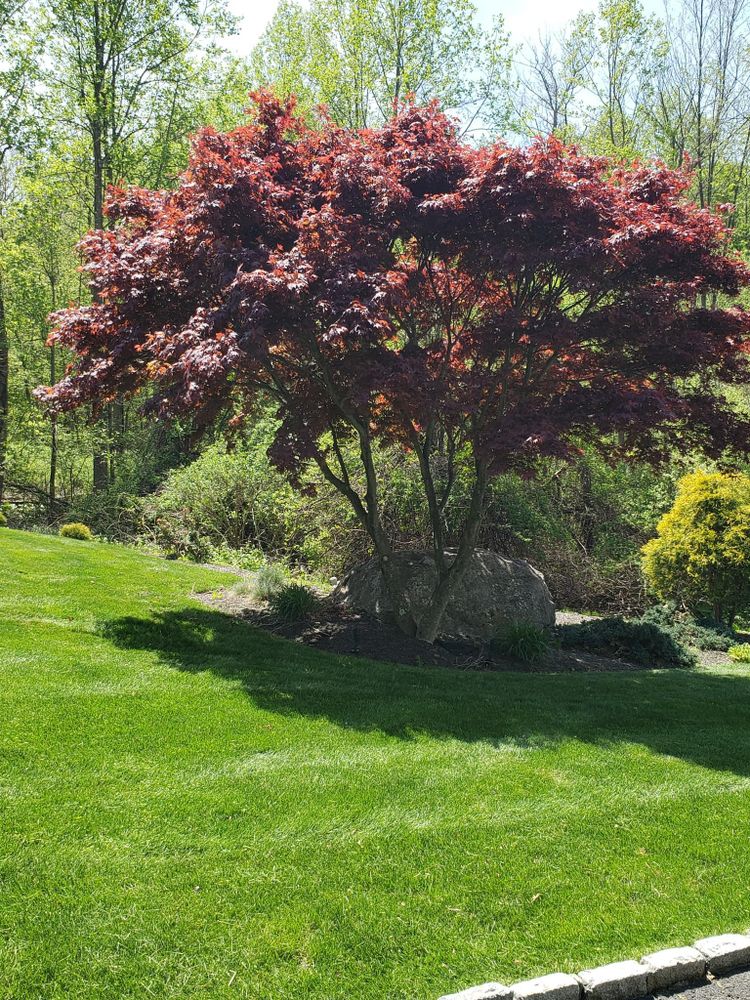 All Photos for Matty L's Lawn and Tree Care in Monroe, CT