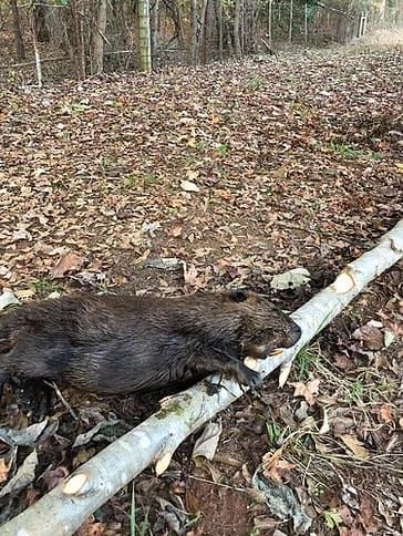 Our Beaver Removal service effectively eliminates troublesome beavers from your property using humane methods, preventing damage to trees and structures while ensuring the safety of your home and surrounding environment. for Magnolia Wildlife Solutions  in  Collierville, TN