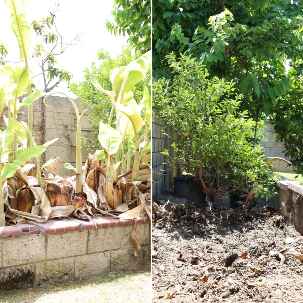 Tree Removal & Stump Grinding for ARKADIA in Orange County, CA