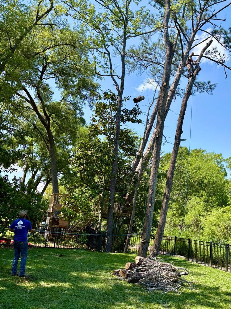 All Photos for Top Notch Tree Experts in Orange Park, FL