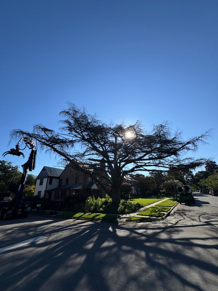 All Photos for Rawls Tree Care in Richmond, VA