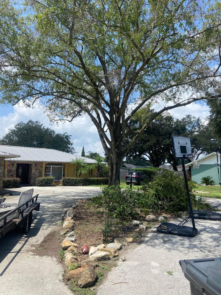 Fall and Spring Clean Up for Efficient and Reliable Tree Service in Lake Wales, FL