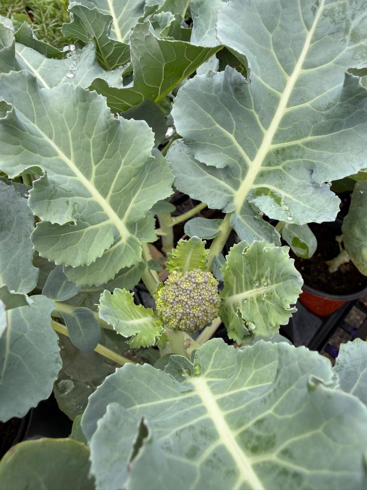 All Photos for Southern Roots Tree Farm in Crystal River, FL