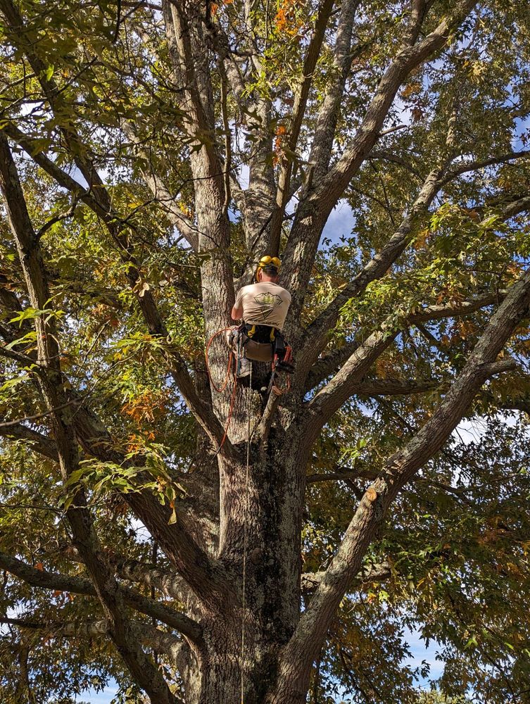 Other Services for Affordable Tree Service TN in White House, TN