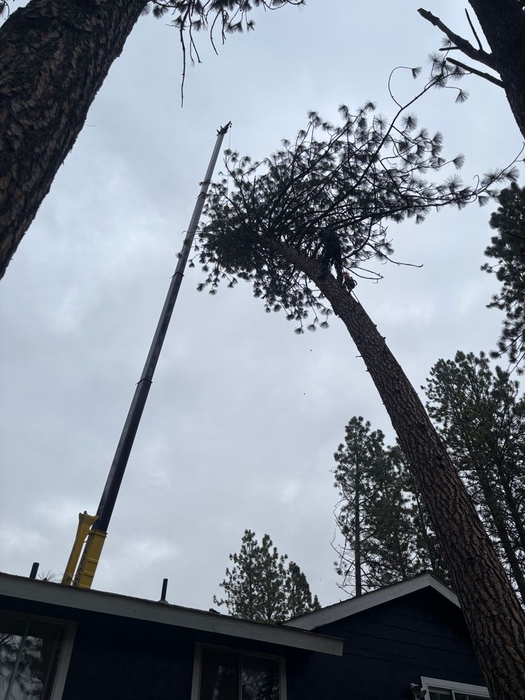All Photos for AP Tree Service in Colbert, WA