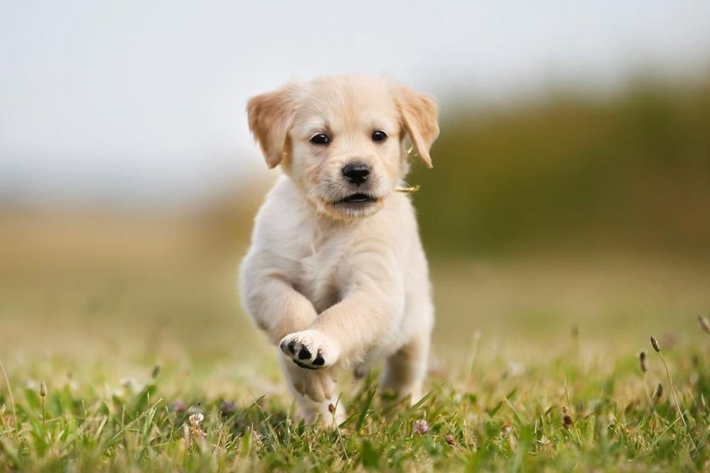 All Photos for Dumbo's Doggy Doors in City of Sammamish, WA
