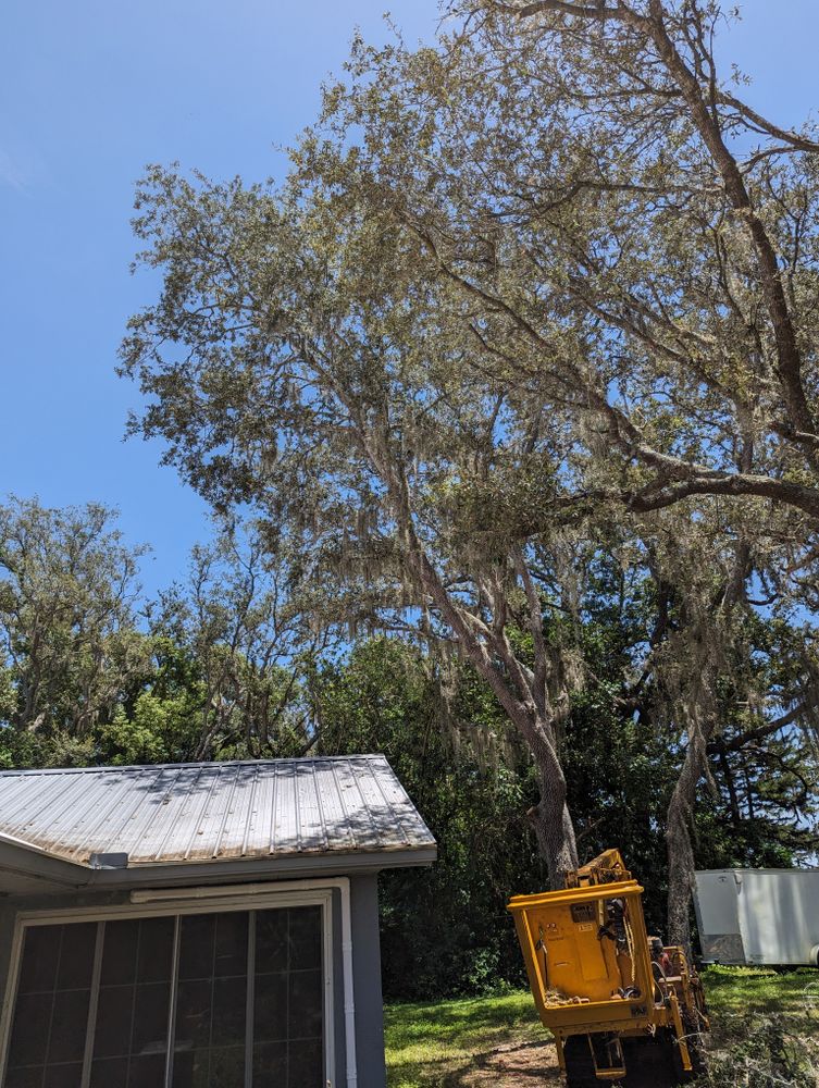 All Photos for Regal Tree Service and Stump Grinding in Wauchula, FL