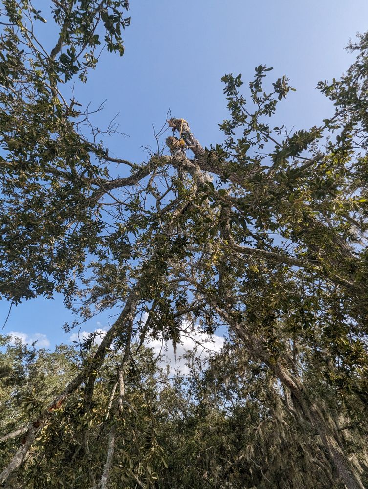 All Photos for Regal Tree Service and Stump Grinding in Wauchula, FL