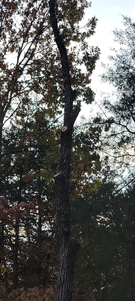 All Photos for H n H Tree Service in Taneyville, MO