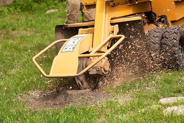 Our professional stump grinding service efficiently removes unsightly tree stumps, enhancing the beauty and safety of your landscape while promoting healthy lawn growth in your yard. for Pleasant Valley Land Management  in Westminster, MD